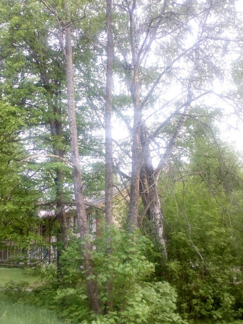 сухие деревья.jpg